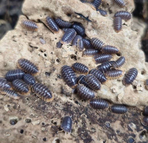 How Long Do Isopods Live? - Isopods For Sale UK | PostPods