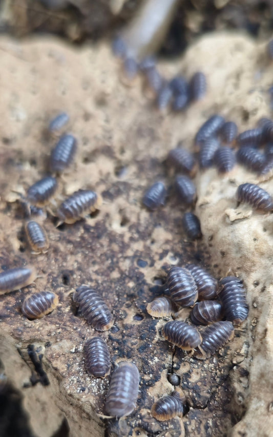 Isopod colony