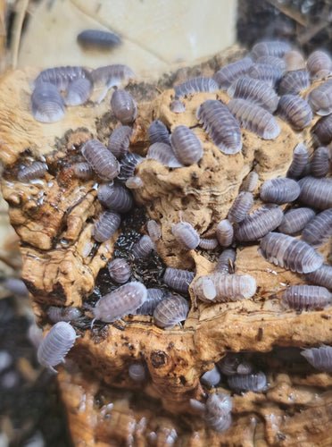 Isopods for sale