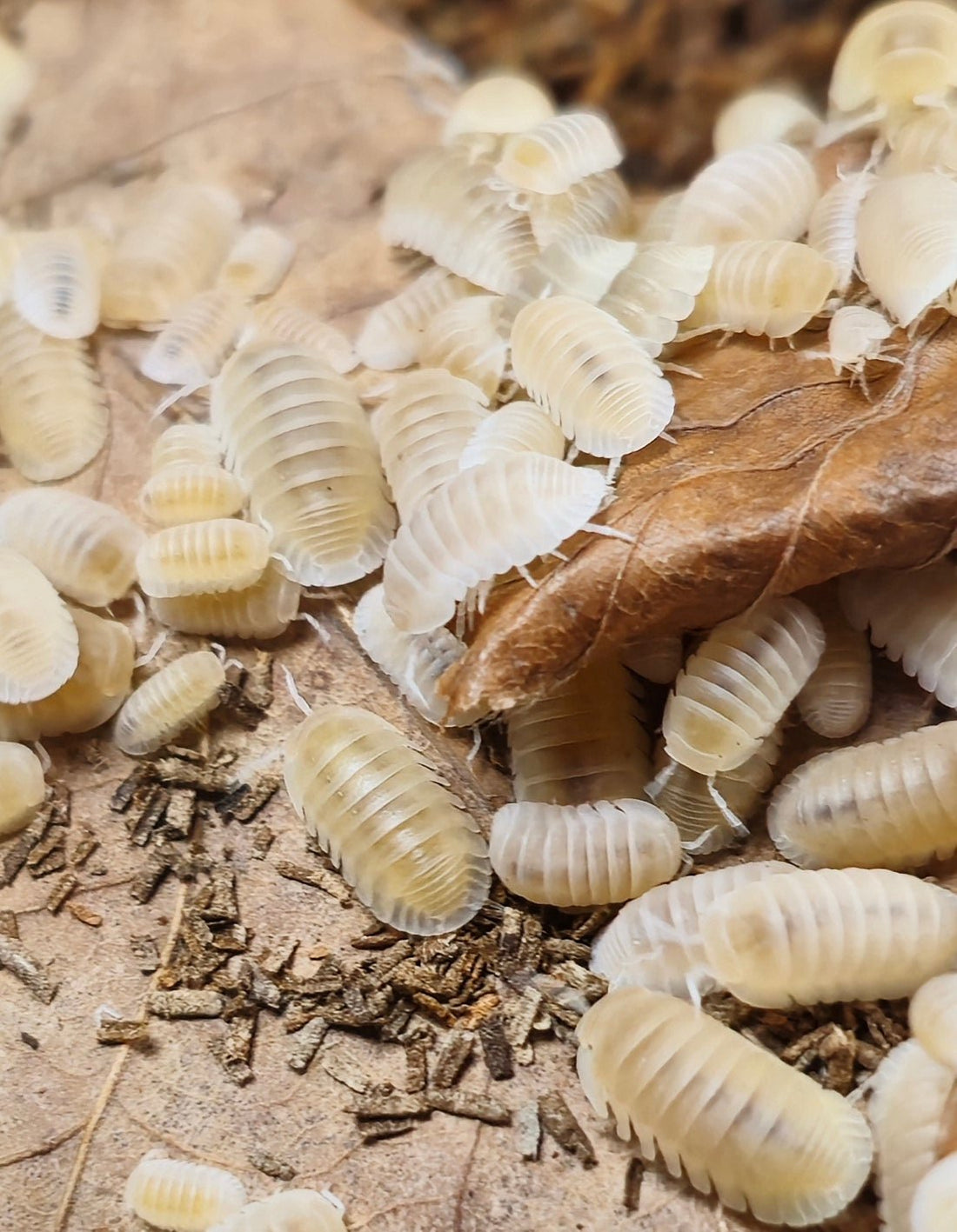 Cubaris glacier isopods