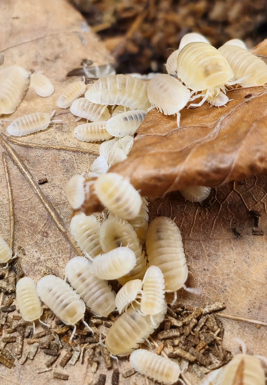 Breeding cubaris isopods