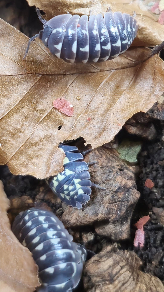 Isopods on leaf litter