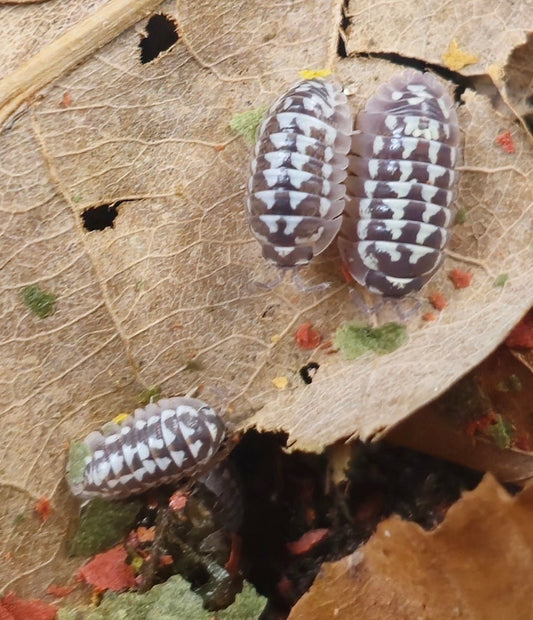 Group of isopods on leaf litter