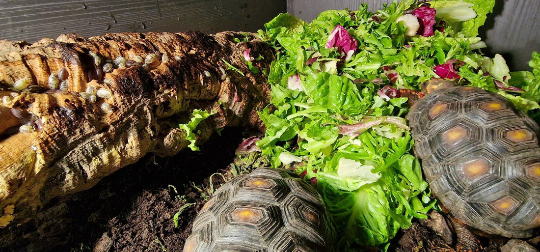 red foot tortoises