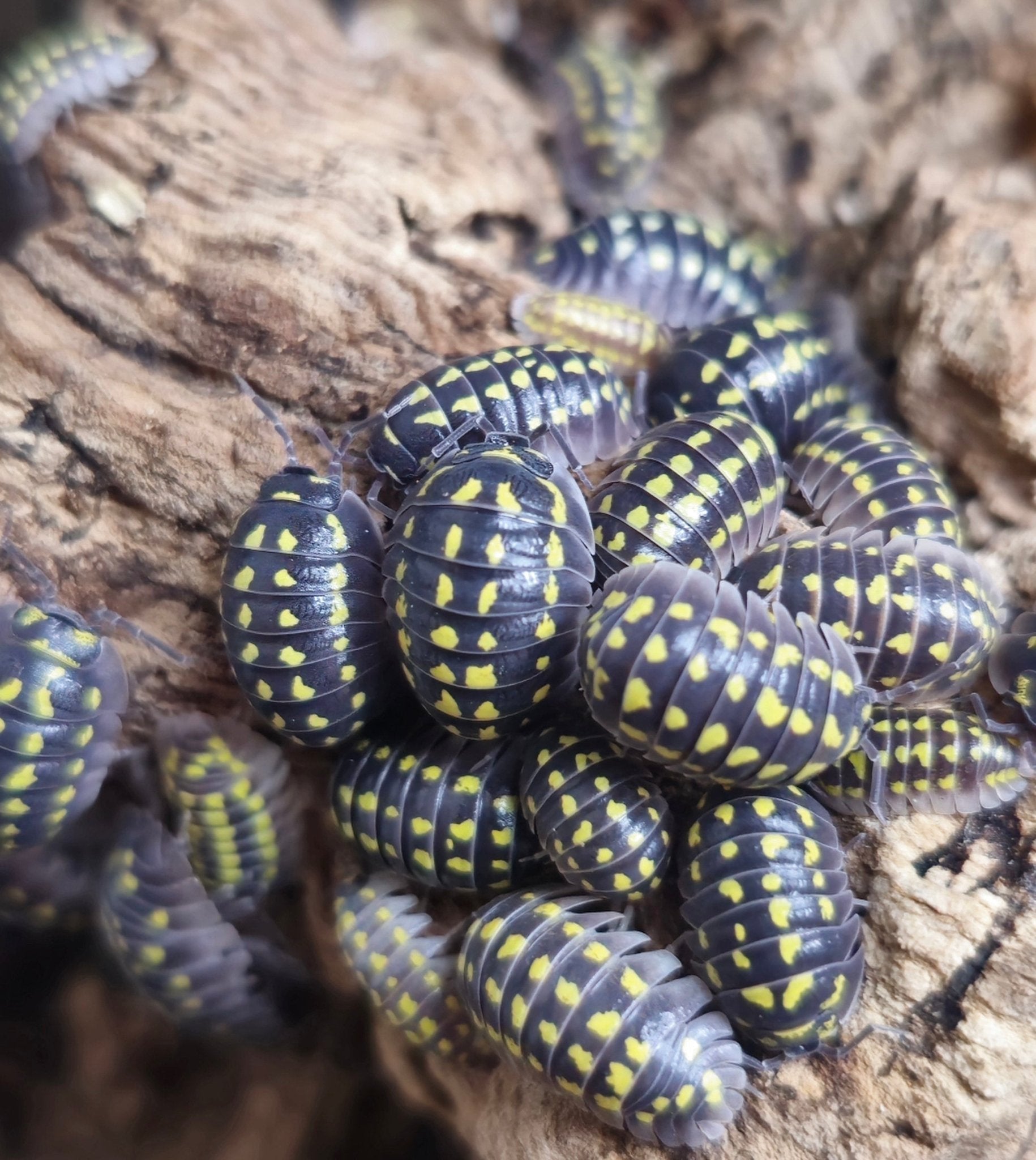 A tight cluster of dark grey isopods with yellow spots on pale bark, one small cream one among them.