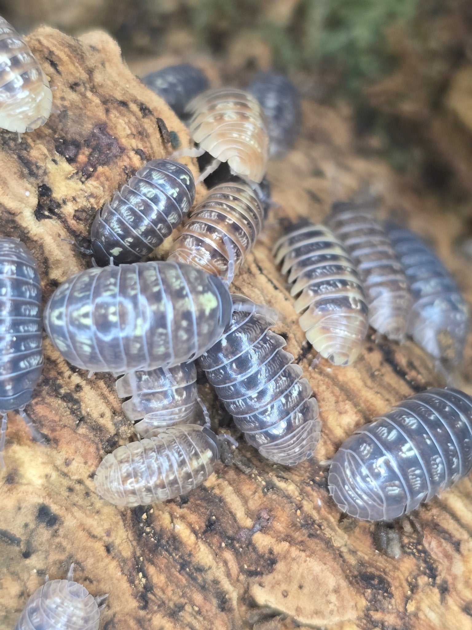Jelly Bean isopods in mixed grey, cream and brown shades crowded on orange-brown cork bark.