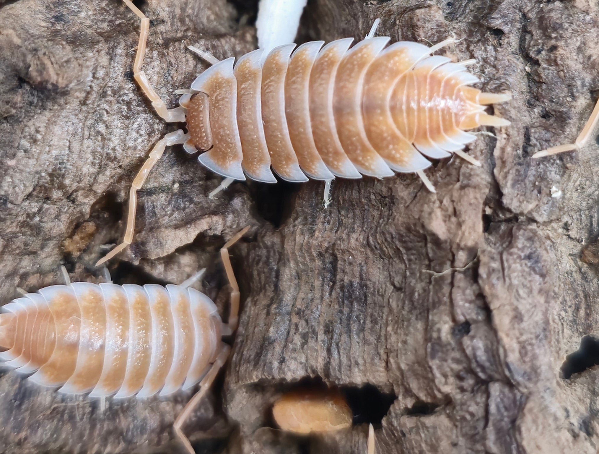 Apricot and cream Porcellio hoffmannseggii isopods with long legs on grey-brown bark.