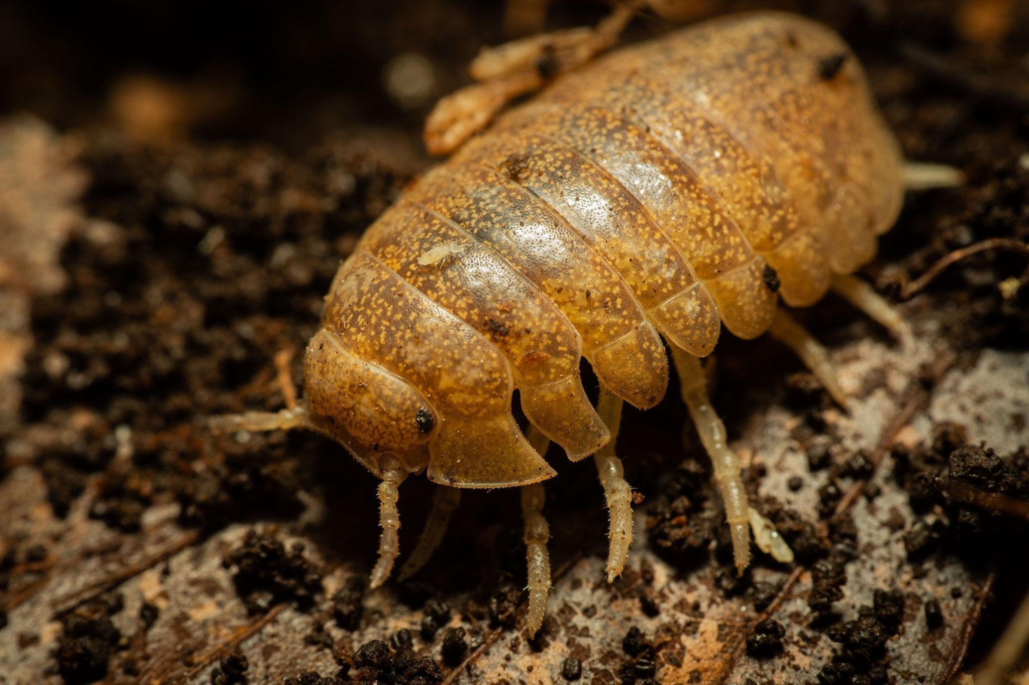 A speckled amber-brown Giant Cannonball isopod with a black eye, among dark soil crumbs.