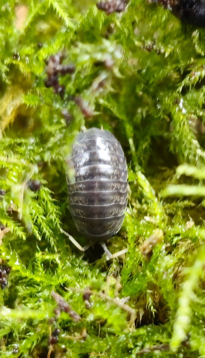 A Sinodillo sp. 'China' isopod, glossy slate-grey with paler segment edges, walking over green moss