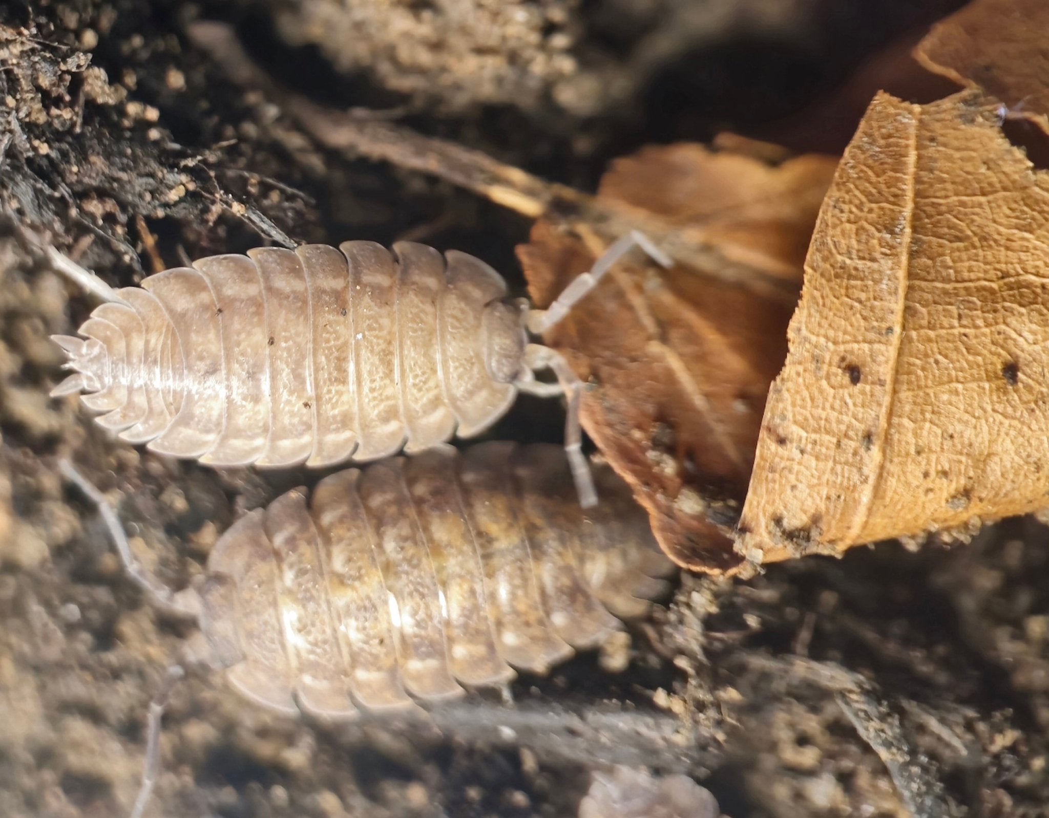Pale beige Trachelipus mostarensis isopods with spiky tail ends on dark soil beside dry leaves.