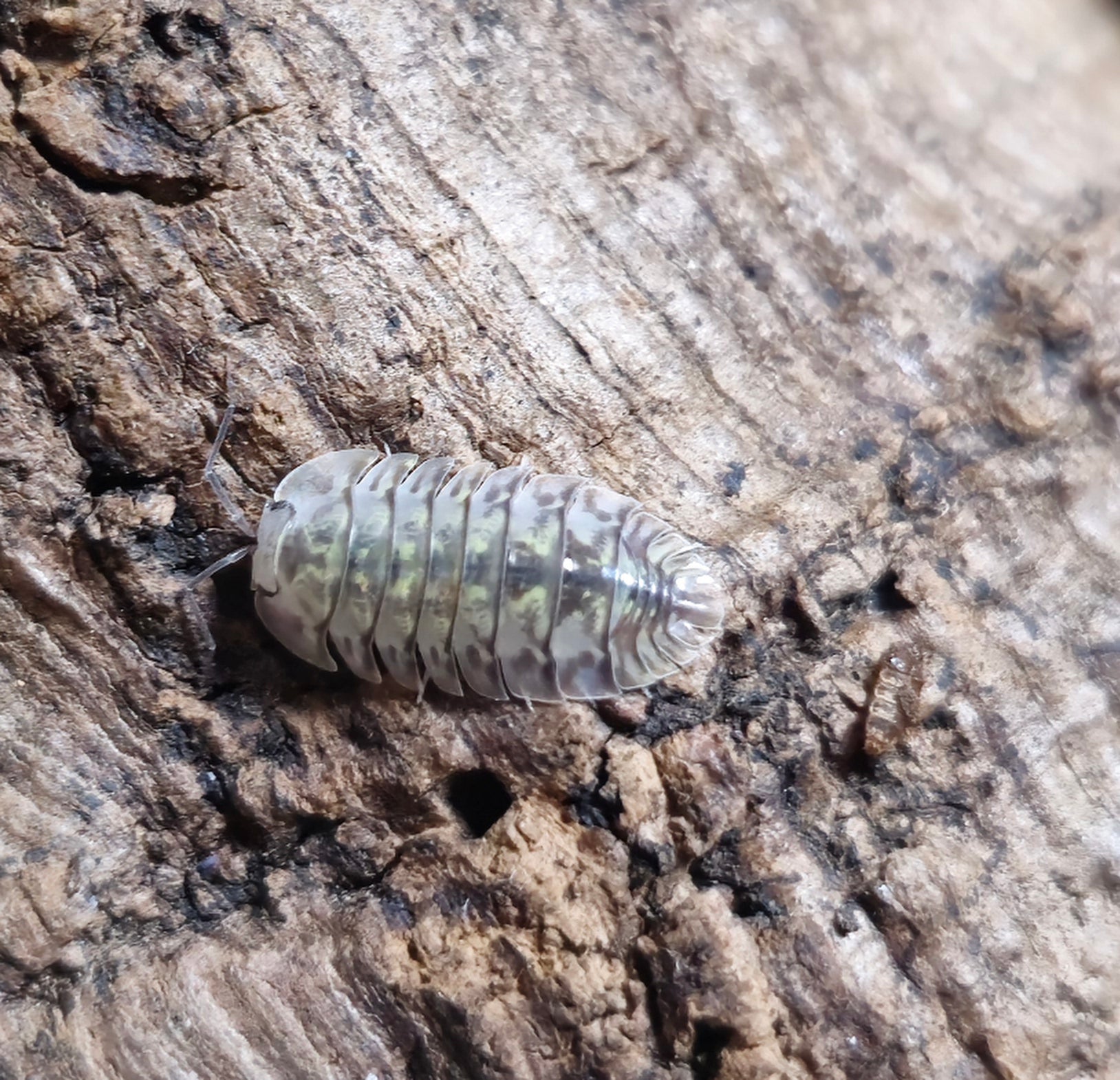 A Camouflage isopod, translucent with green-grey marbling, on weathered grey-brown bark.