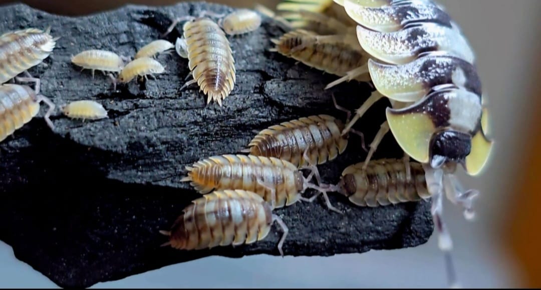 Pale cream isopods of several sizes on a black charred log, with one large blotched individual close to the lens.