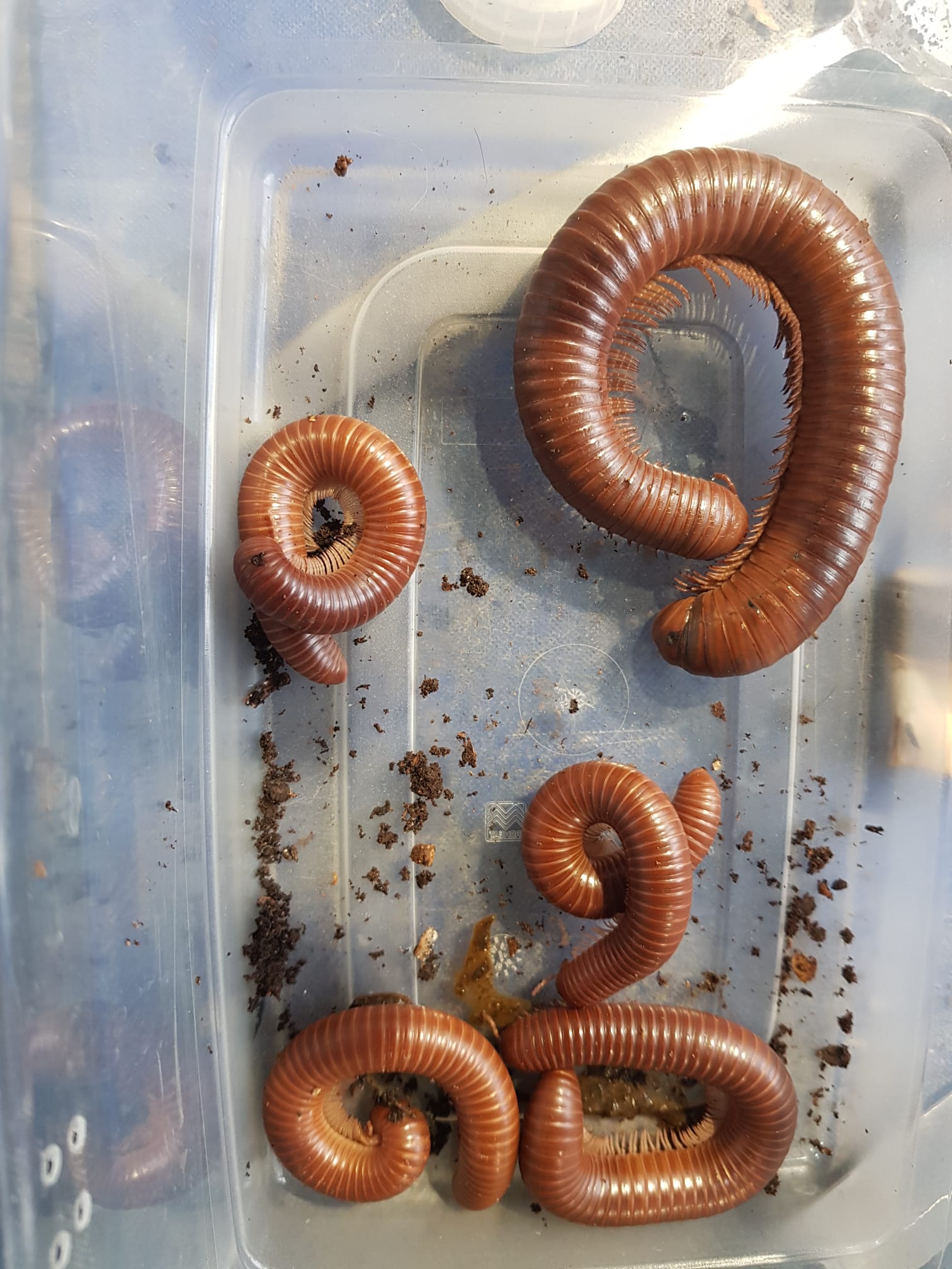 Several curled reddish-brown millipedes of different sizes inside a clear plastic tub.