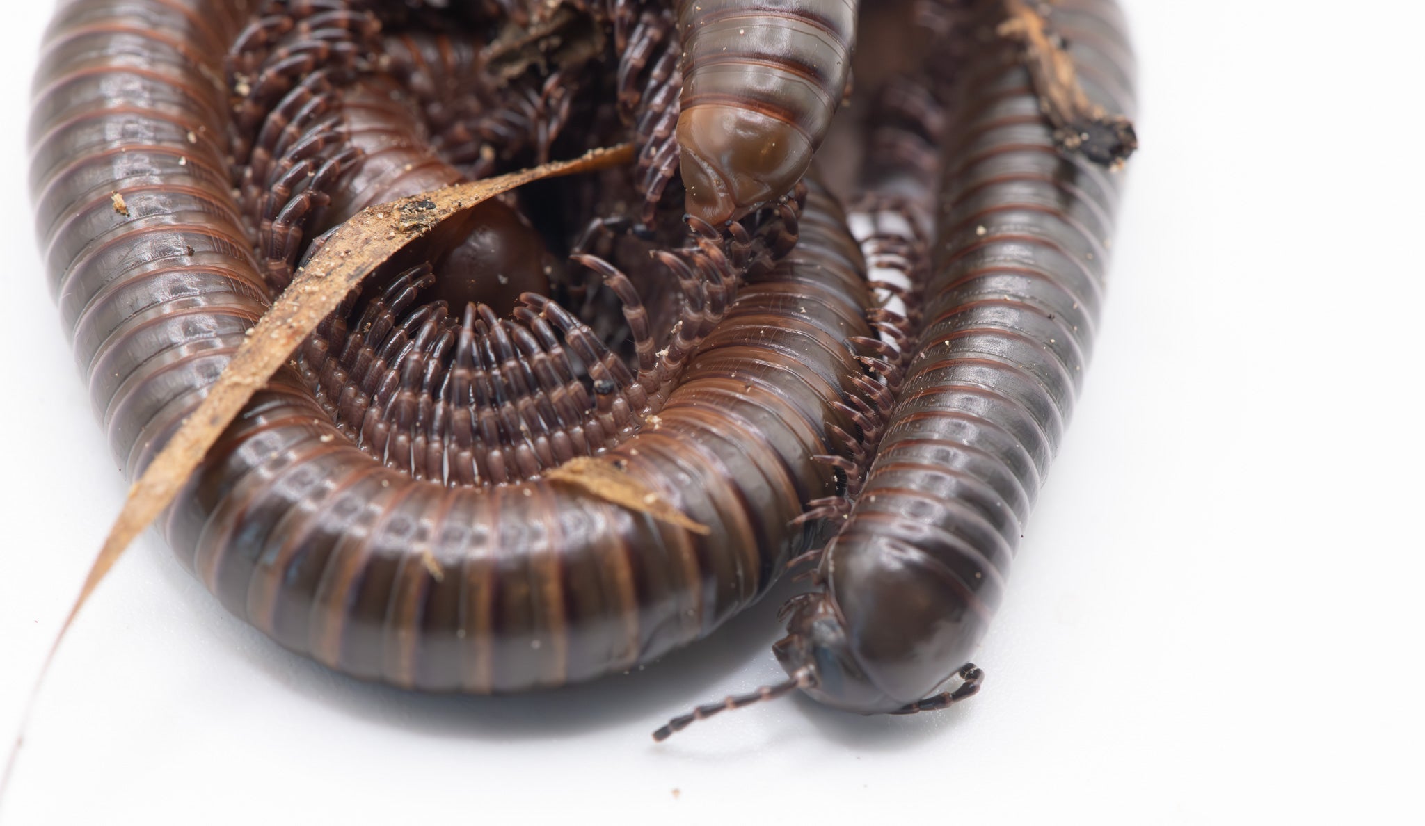 dark glossy millipedes with speckled legs