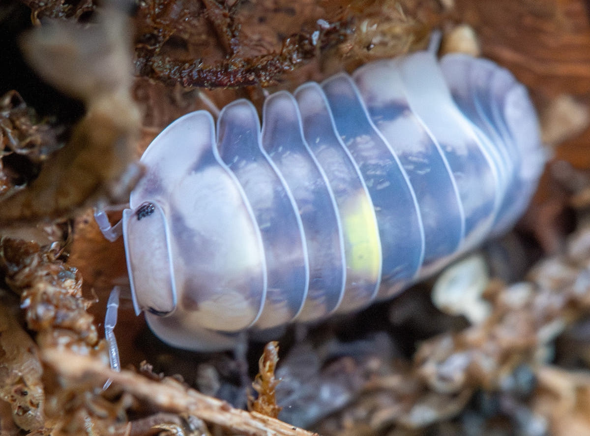 Amber Firefly isopods (Cubaris sp.) showing the warm amber colouring the morph is named for