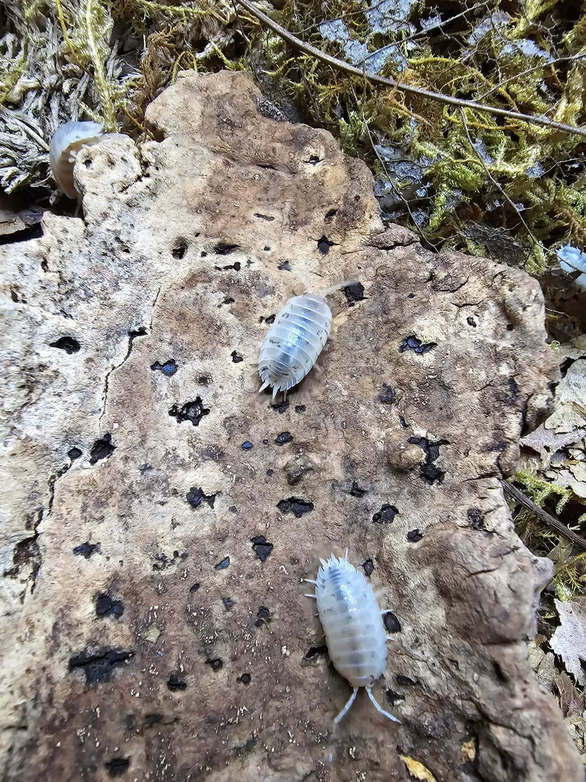Pale cream isopods scattered on a light brown rock flecked with black, with green moss along the right edge.