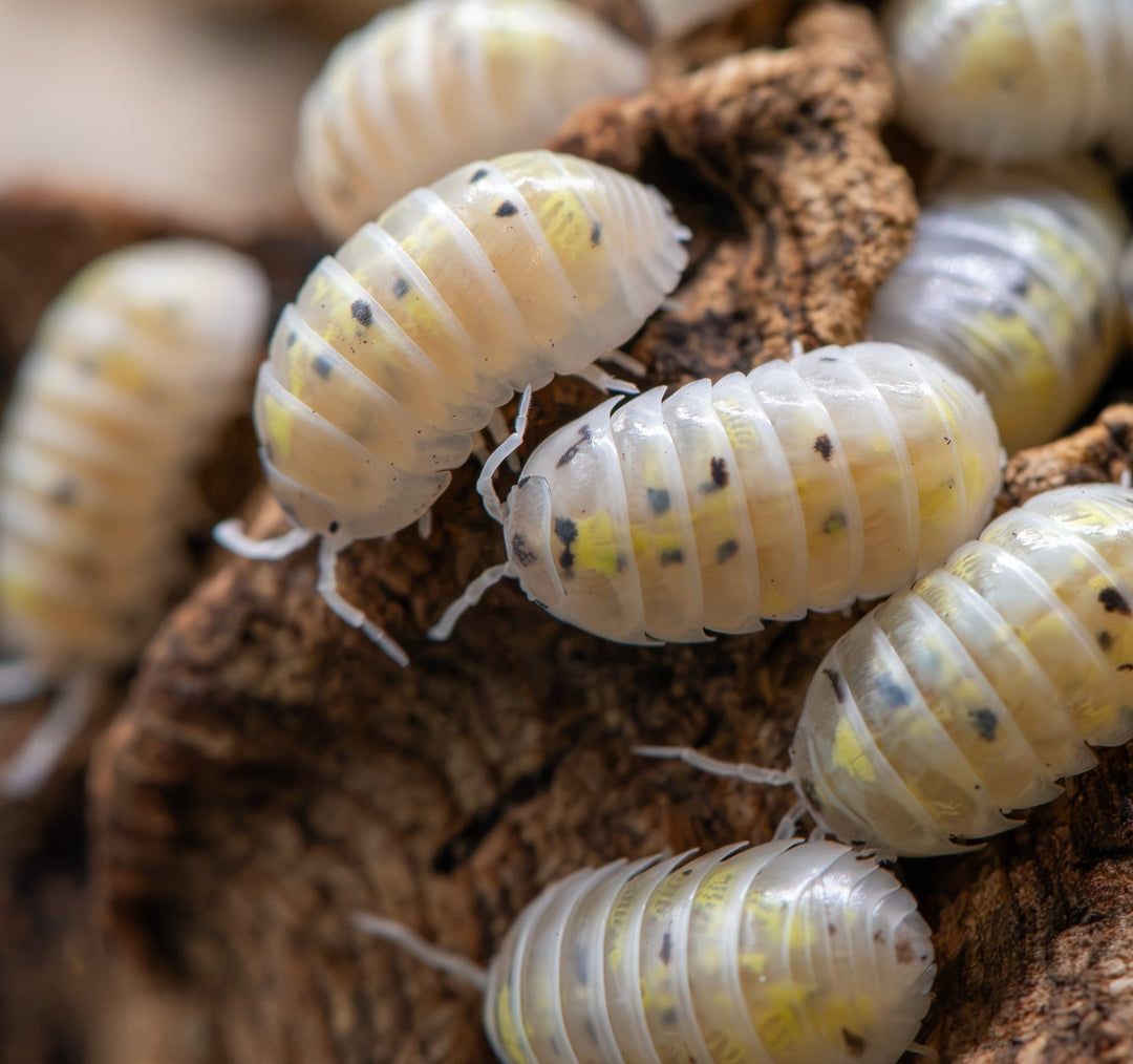 white isopod with yellow and black spots on it crawling on a piece of dark bark