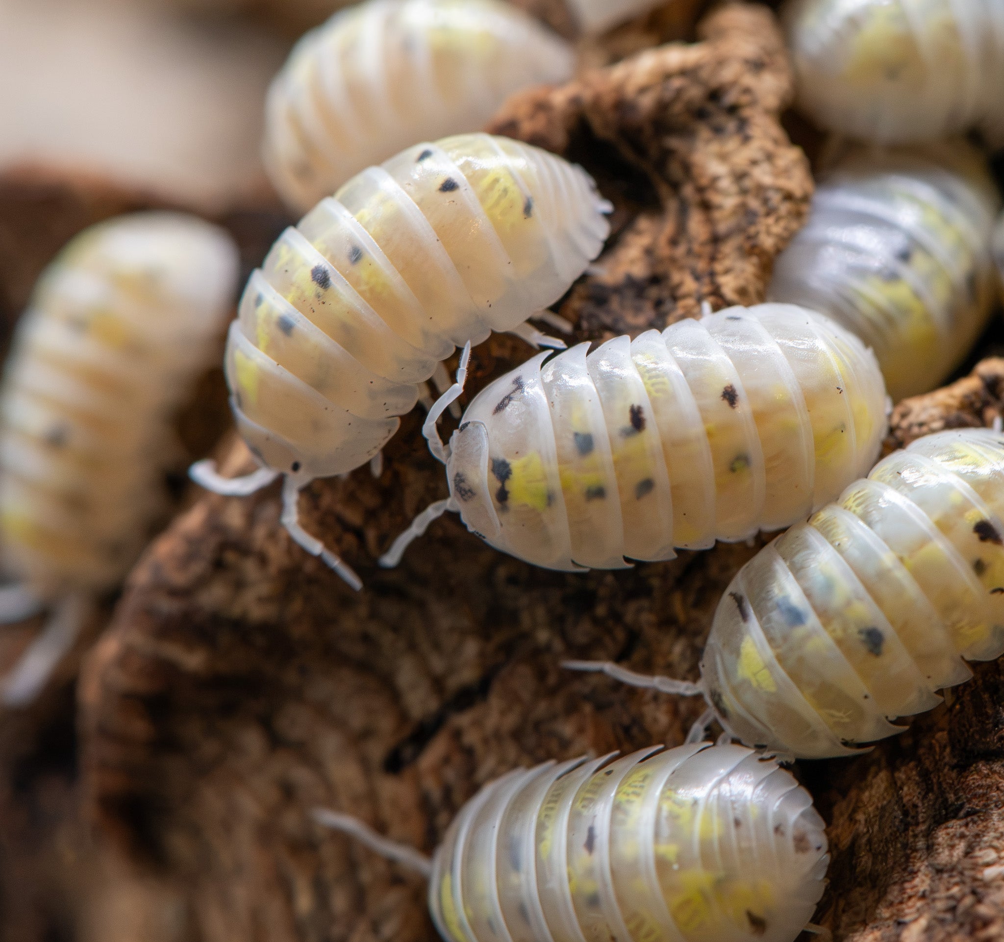 white isopod with yellow and black spots on it crawling on a piece of dark bark