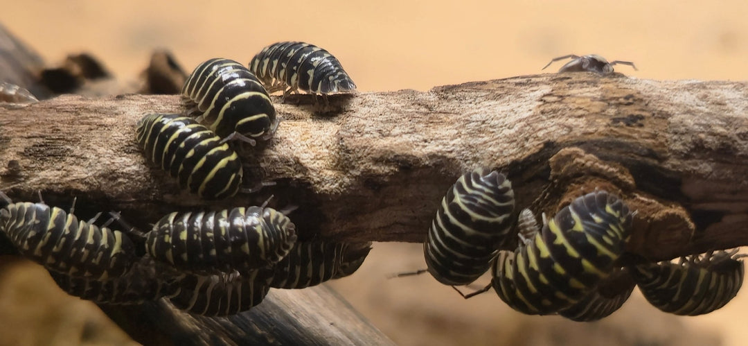 A group of Yellow Zebra isopods, black with thin yellow stripes, on the top and underside of a pale bare branch.
