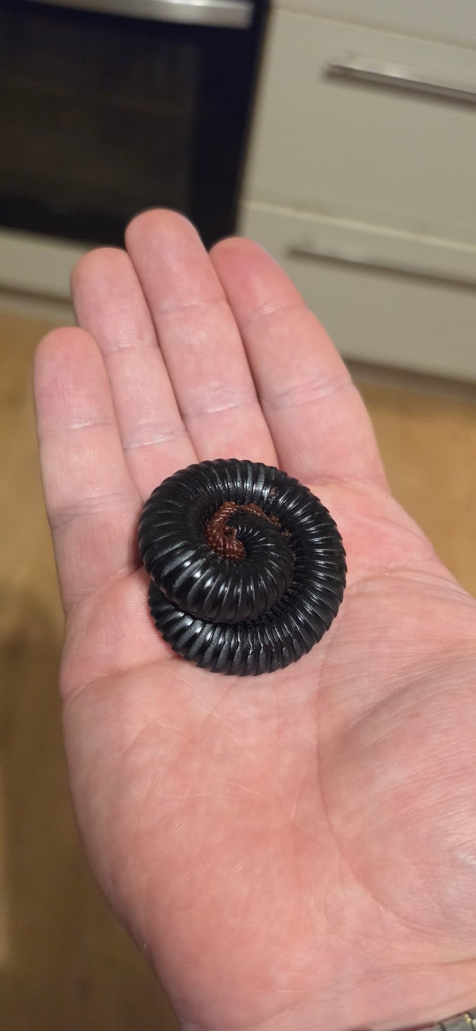 A glossy black millipede coiled flat in the palm of an open hand, with a kitchen blurred behind.