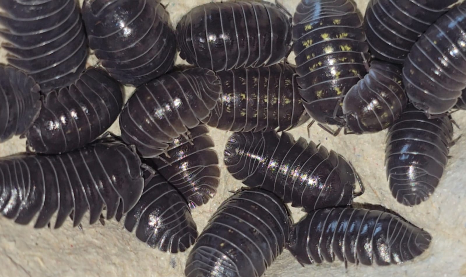 A packed group of glossy dark grey Armadillidium depressum isopods, a few flecked with yellow.