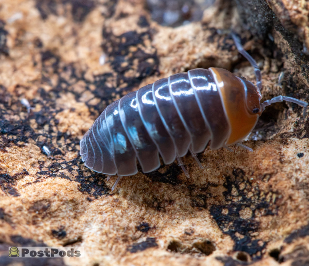 Armadillidium flavoscutatum Redhead isopod, glossy black body with a red-orange head shield