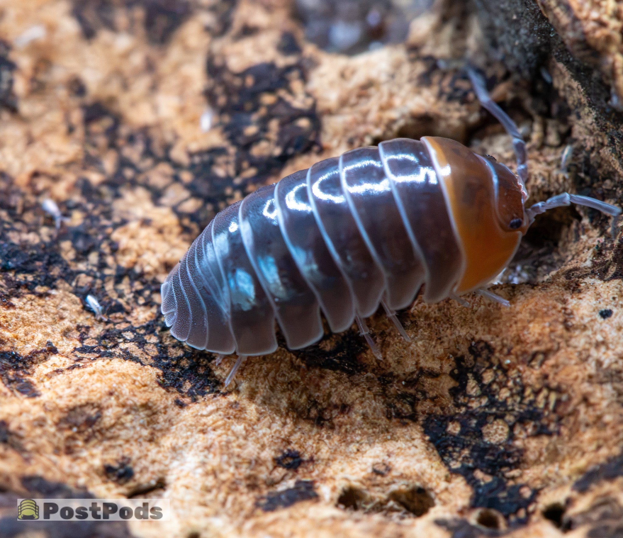 Armadillidium flavoscutatum Redhead isopod, glossy black body with a red-orange head shield