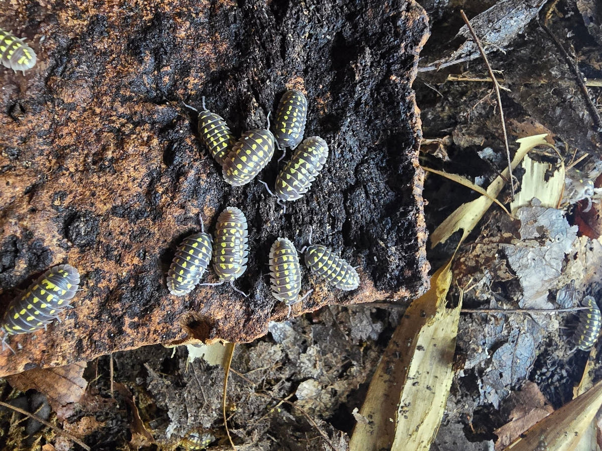 Armadillidium  gestroi isopods