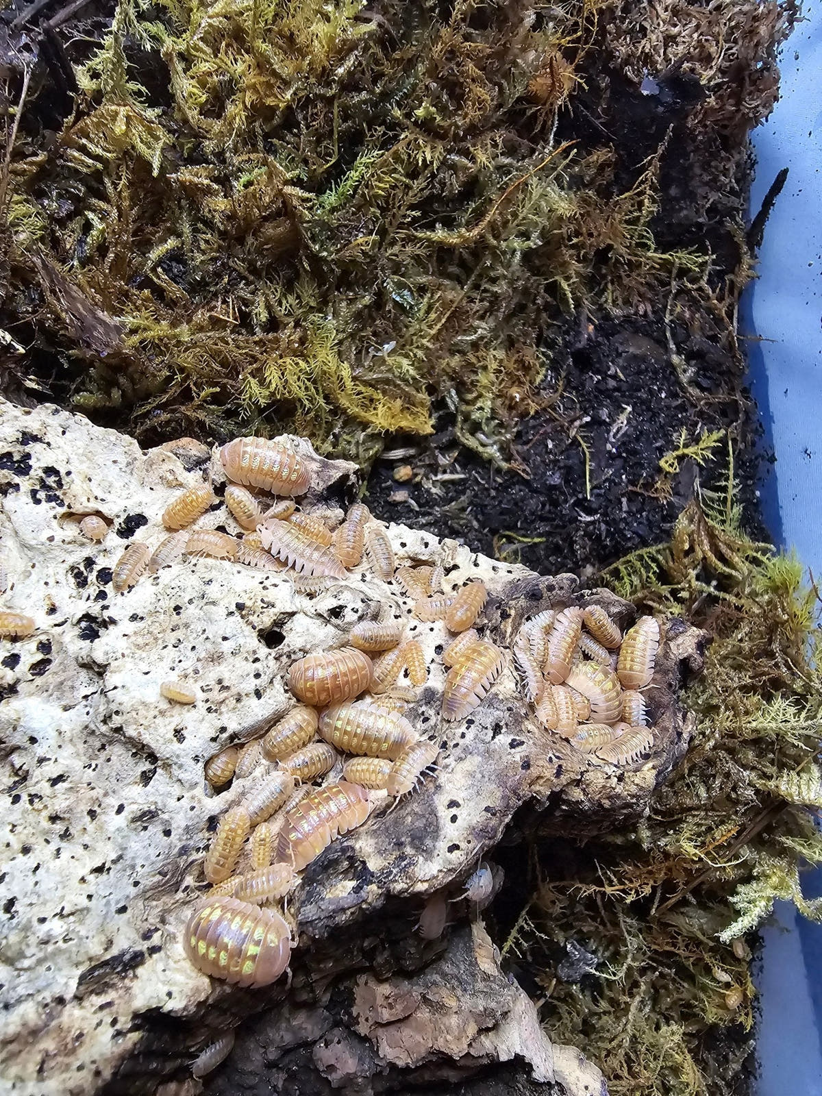 Apricot isopods clustered on a pale piece of wood, with green moss and dark soil behind them.