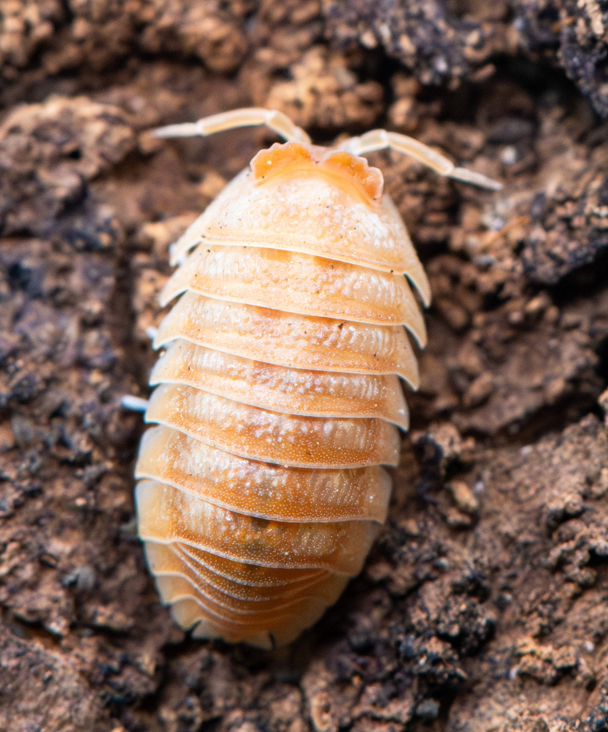 Adult Armadillidium hauseni on cork bark, pale apricot with a frosted granular surface and a raised scalloped crest across the front of the head