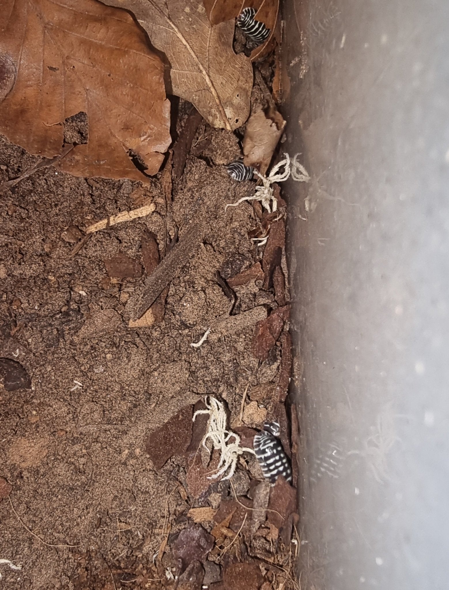 Boldly black and white striped isopods on brown soil beside dead leaves, against the grey wall of a tub.