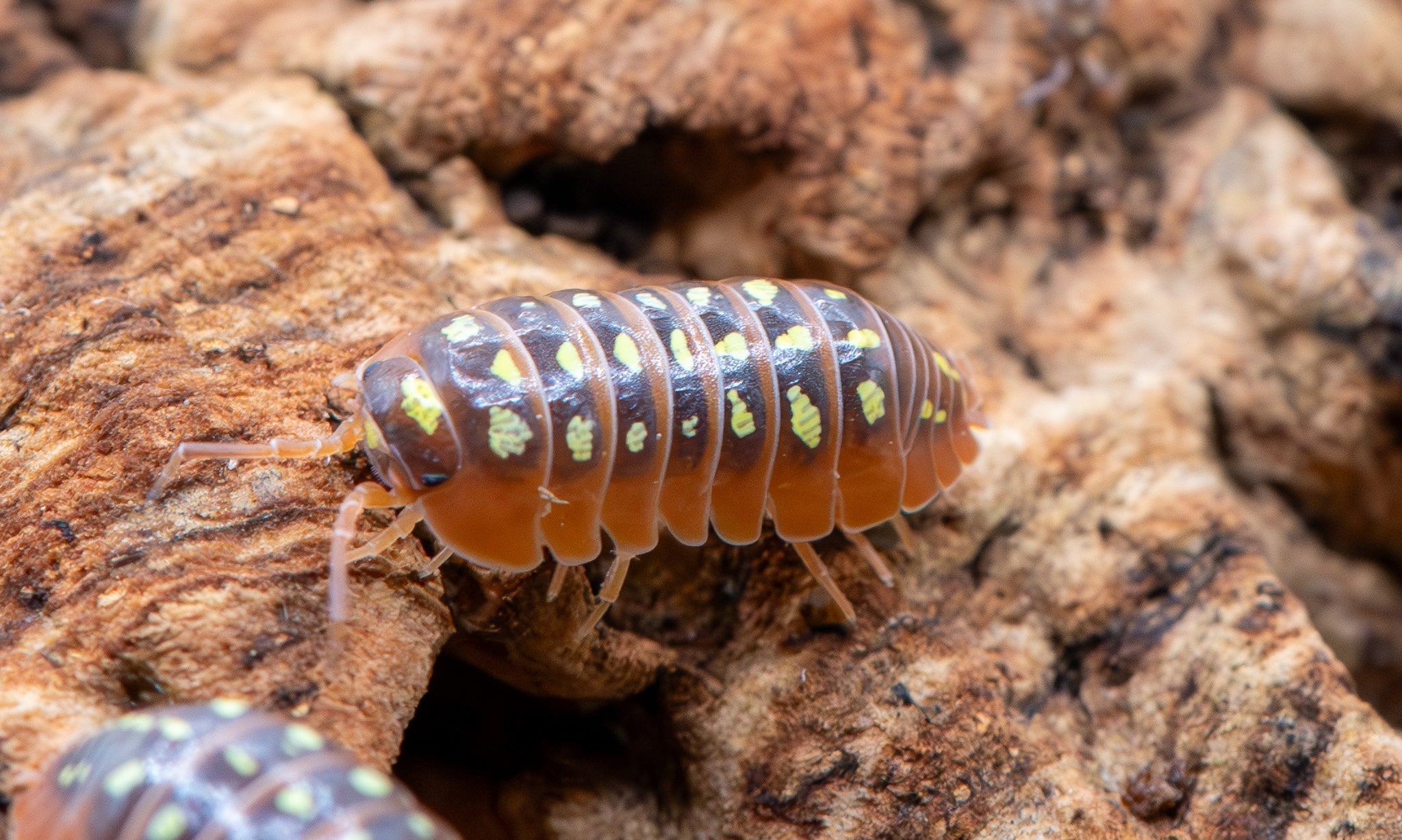 A Clown isopod on orange-brown bark, its dark back marked with rows of yellow-green spots and edged in orange, a second cut off at the lower edge.