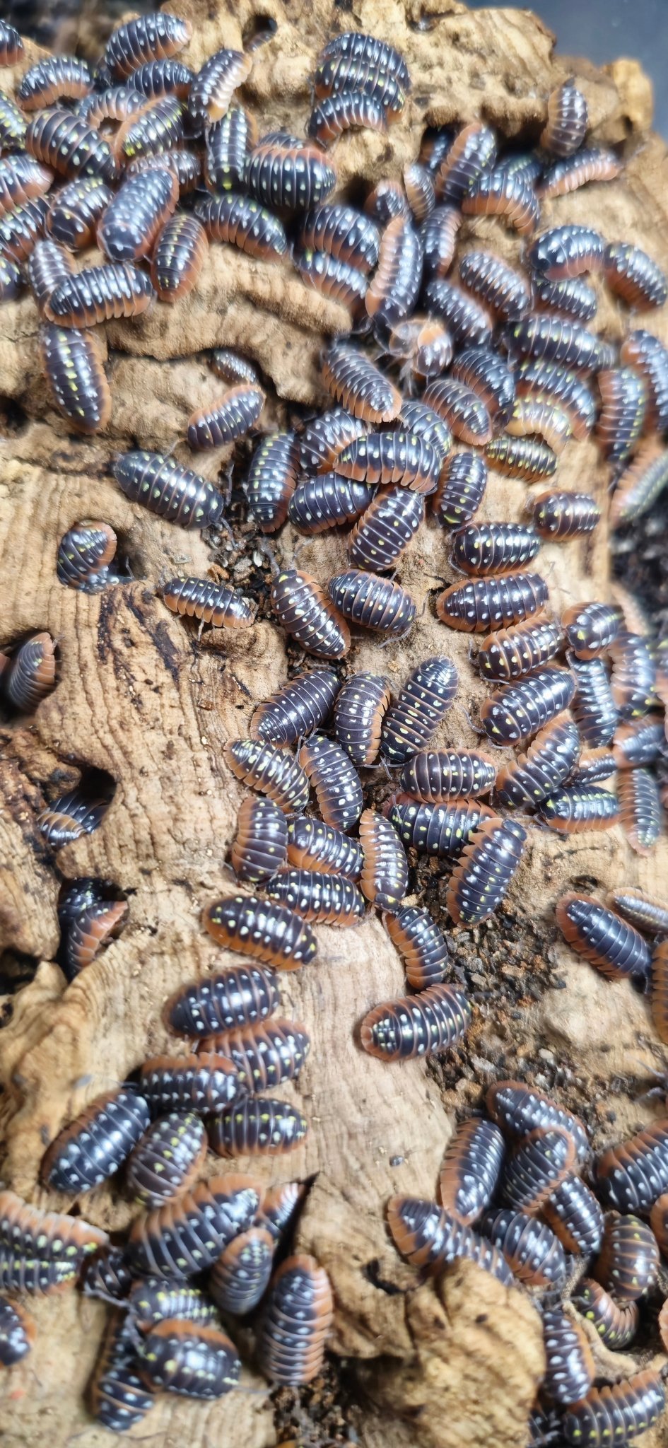 Clown 'Montenegro' Isopods (Armadillidium Klugii)