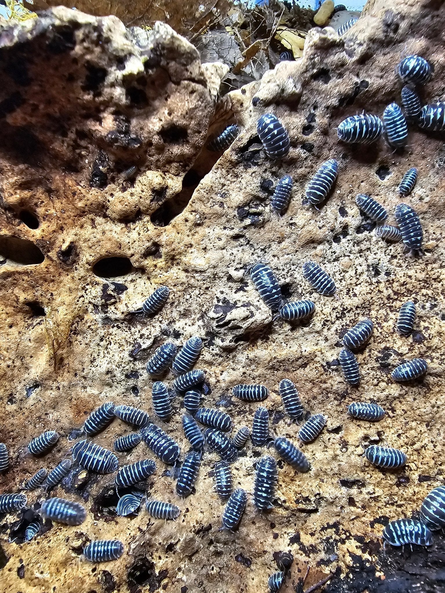 Many dark isopods banded with white spread over a pitted, pale brown cork surface.