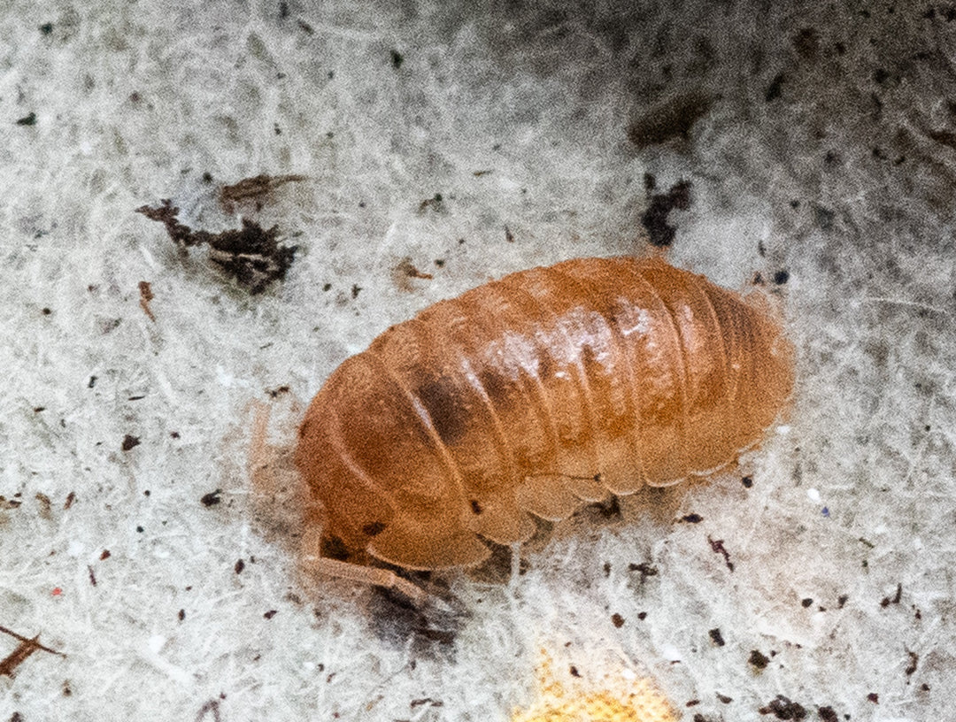 An orange Armadillidium nasatum on a white fibrous pad