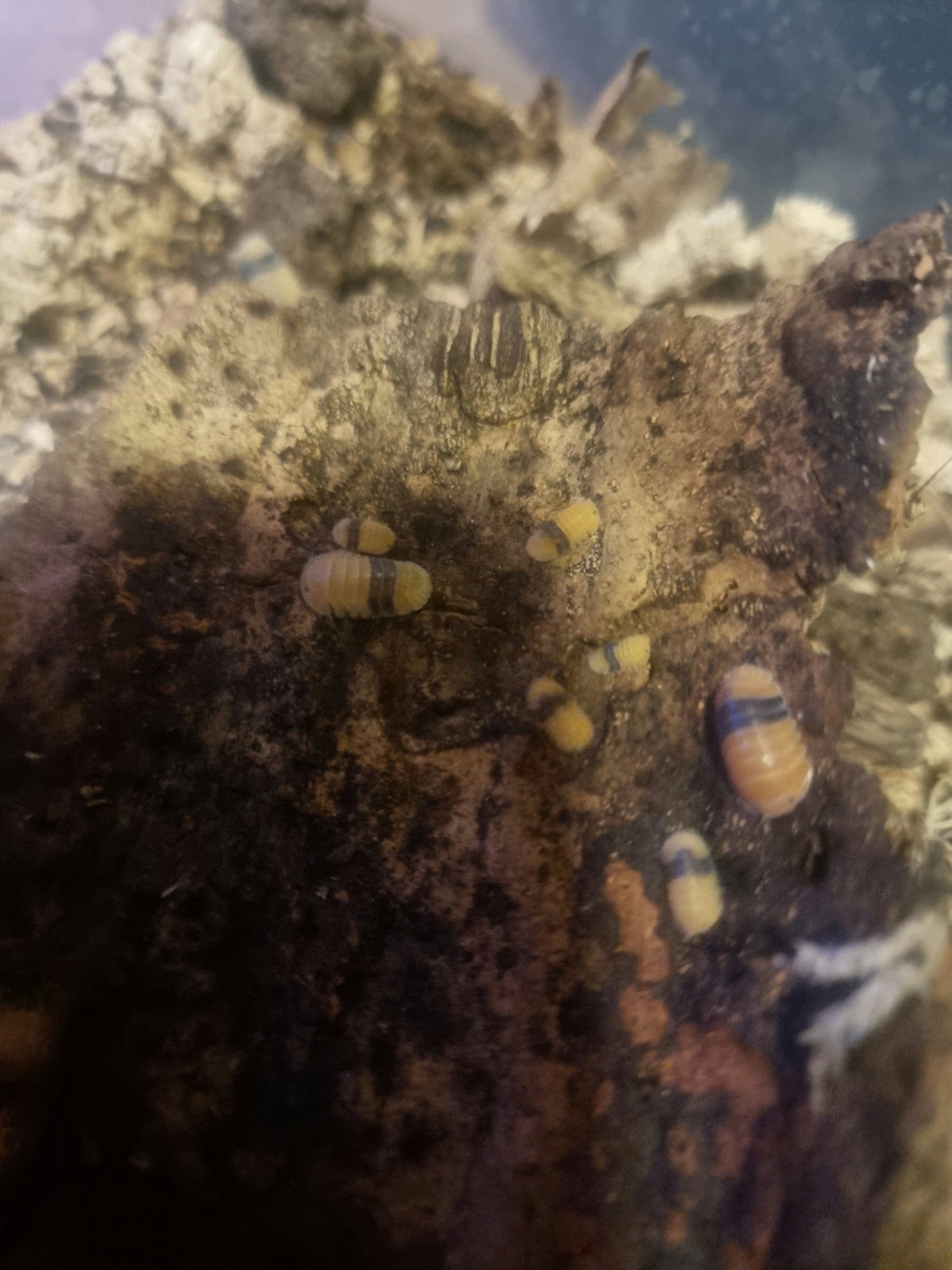 Small yellow and orange isopods with dark bands spread over damp dark bark in soft focus.