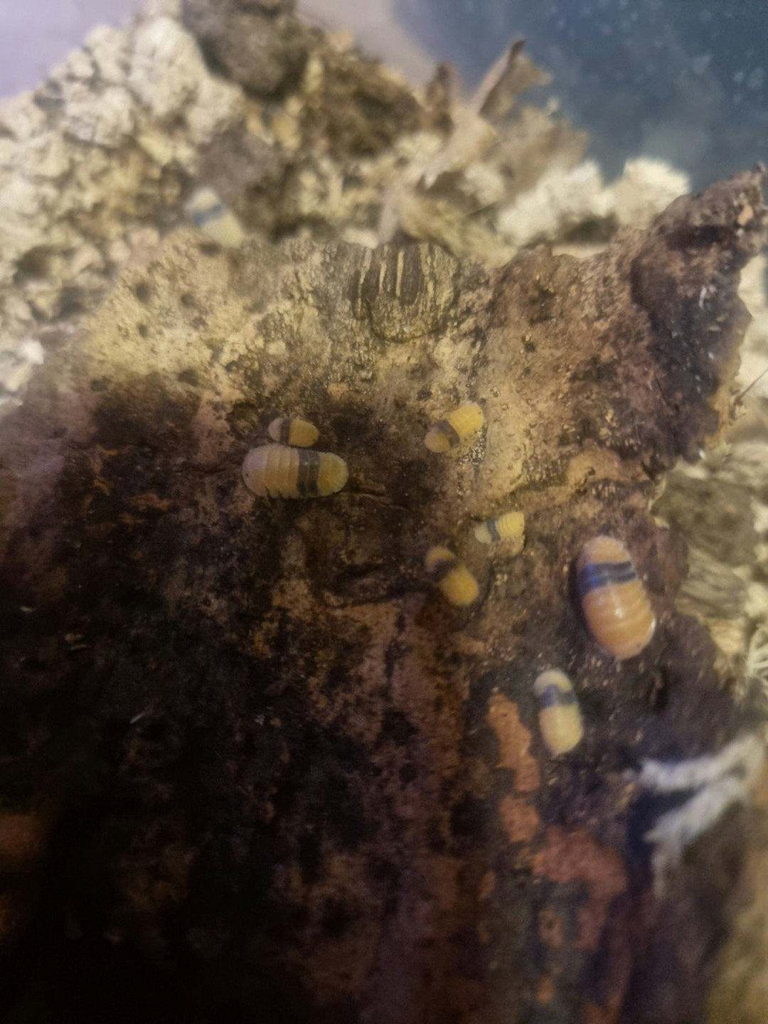 peraccae isopods
