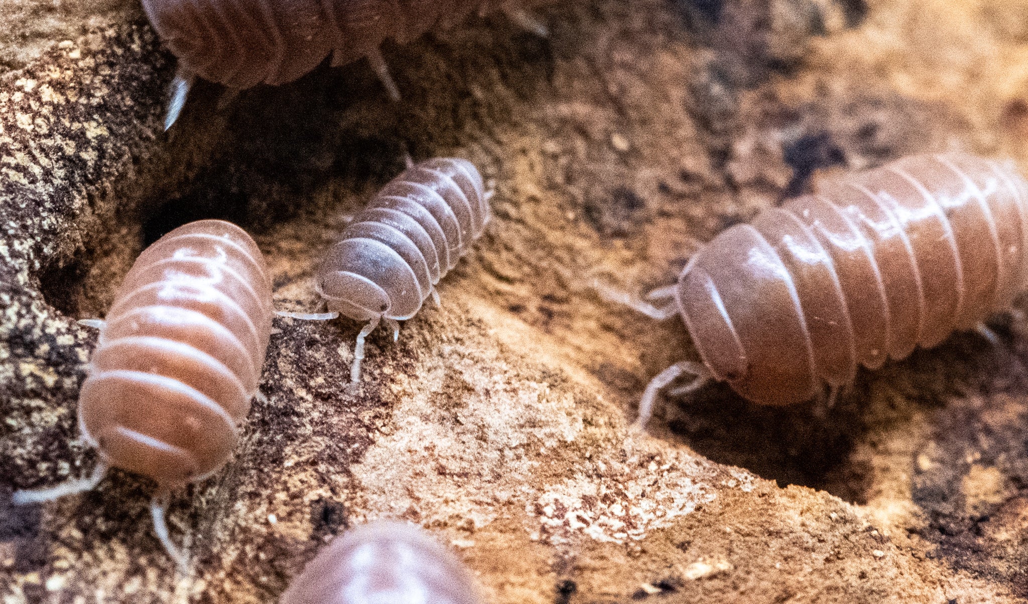 Glossy pinkish-brown Armadillo officinalis isopods on sandy brown substrate, some cut off at the edges.