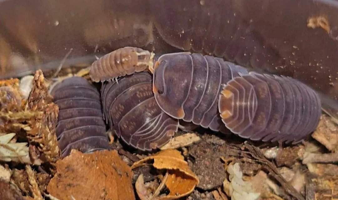 Several dark purple-grey isopods with orange markings on leaf litter, with a smaller tan one among them.