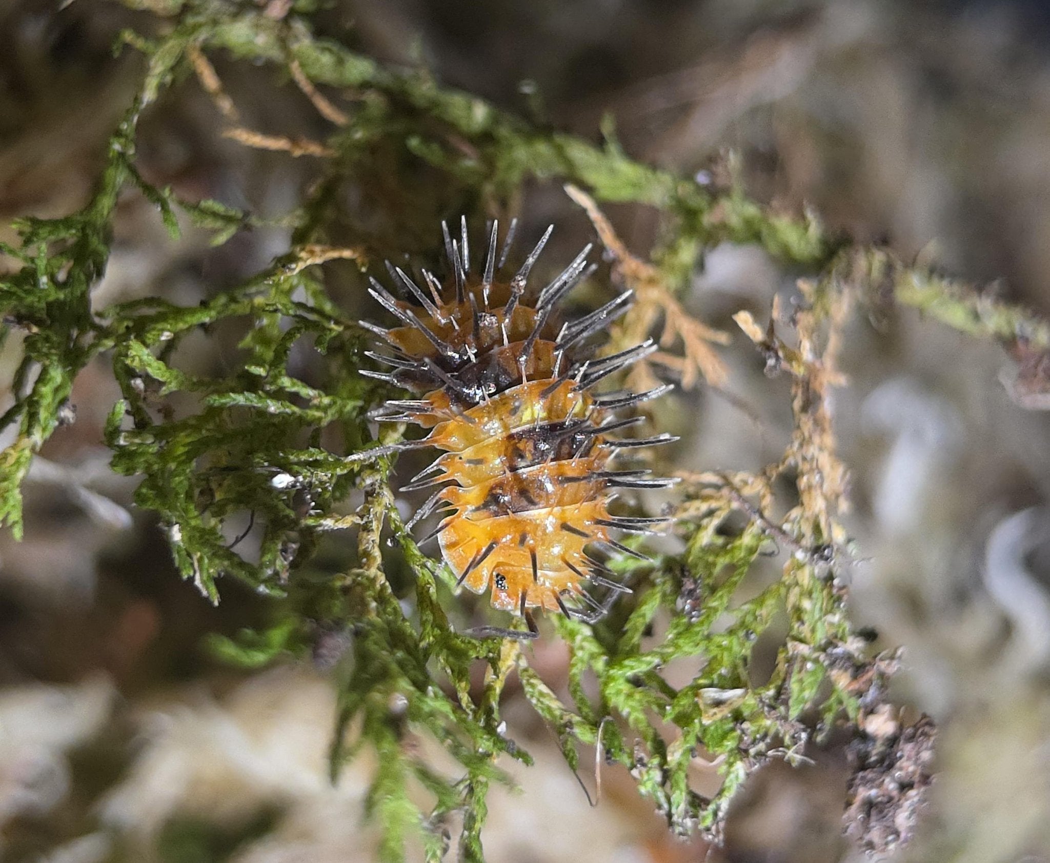 An orange isopod covered in long dark spines, among strands of bright green moss.