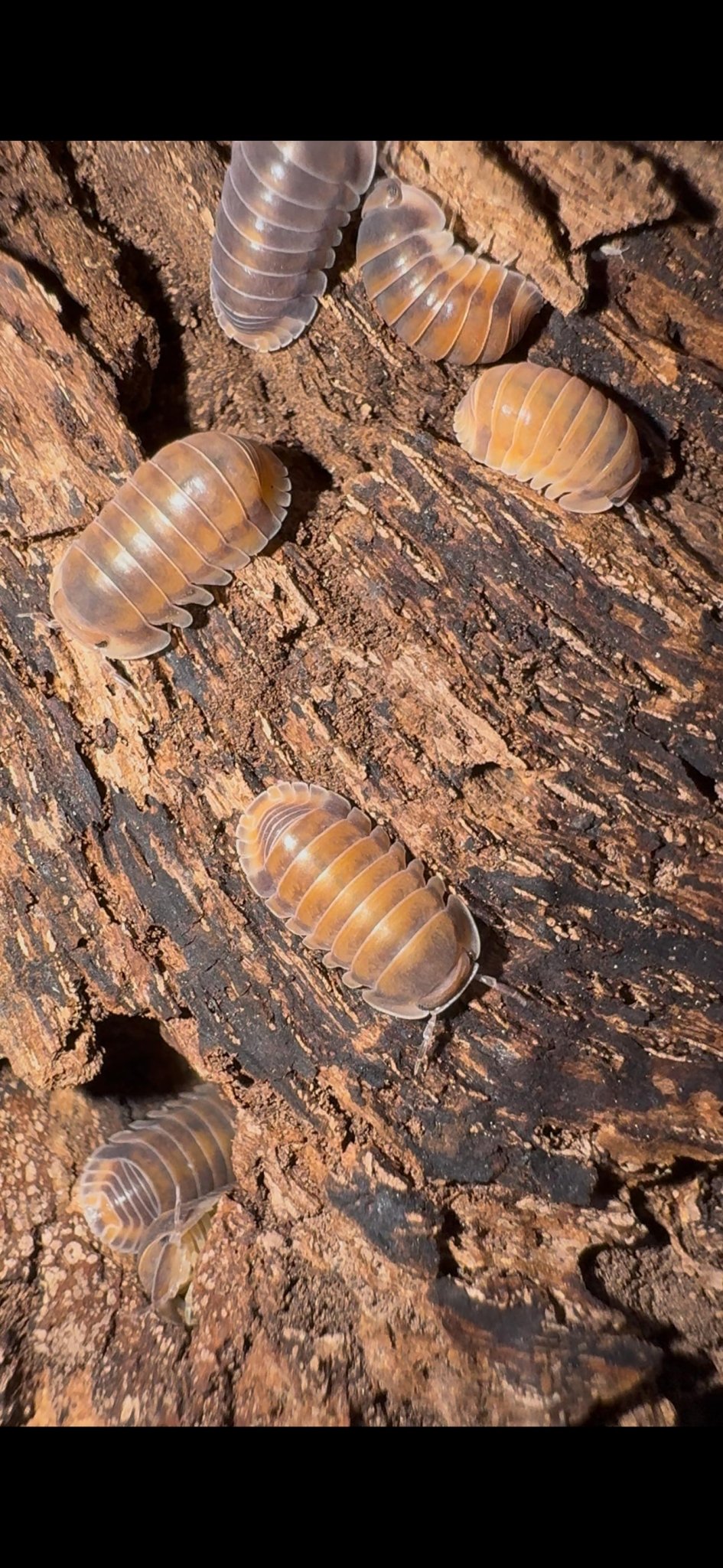 Beginners Guide to Isopods as Pets - Isopods For Sale UK | PostPods