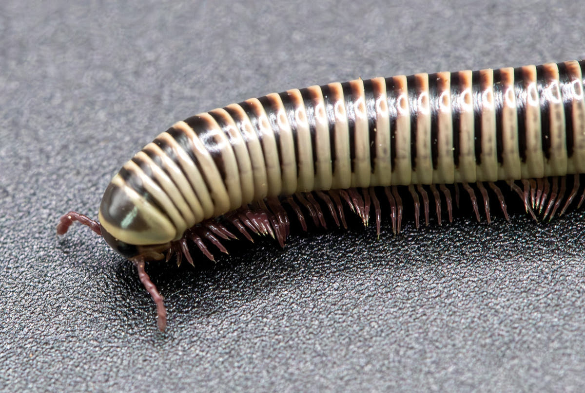 A cream and dark brown banded millipede on a grey surface, rows of reddish legs along its underside.