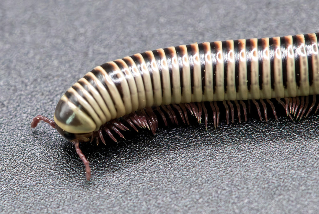 Chicobolus spinigerus, a smooth cylinder of tightly-fitted segments with tan to pink legs