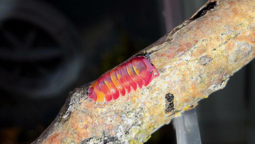 Best Insect Shop for Rare and Exotic Species - Isopods For Sale UK | PostPods