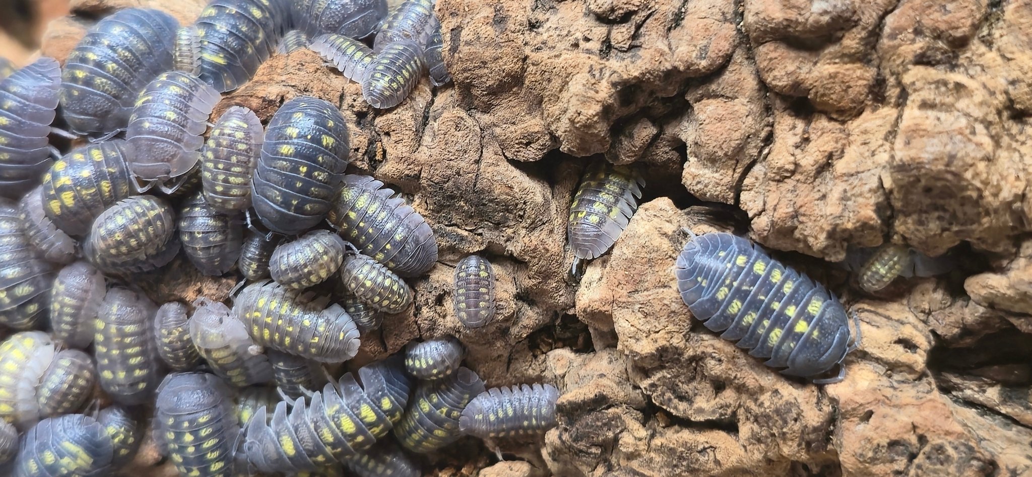 Yellow-spotted grey isopods clustered at one side of a cork slab, a few more scattered across it.