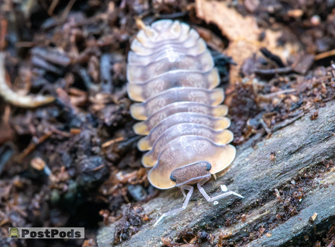 isopod with orange flared skirt all way around and a bluey purple body on a dark soil with leaves mixed in with its head resting on charcoal