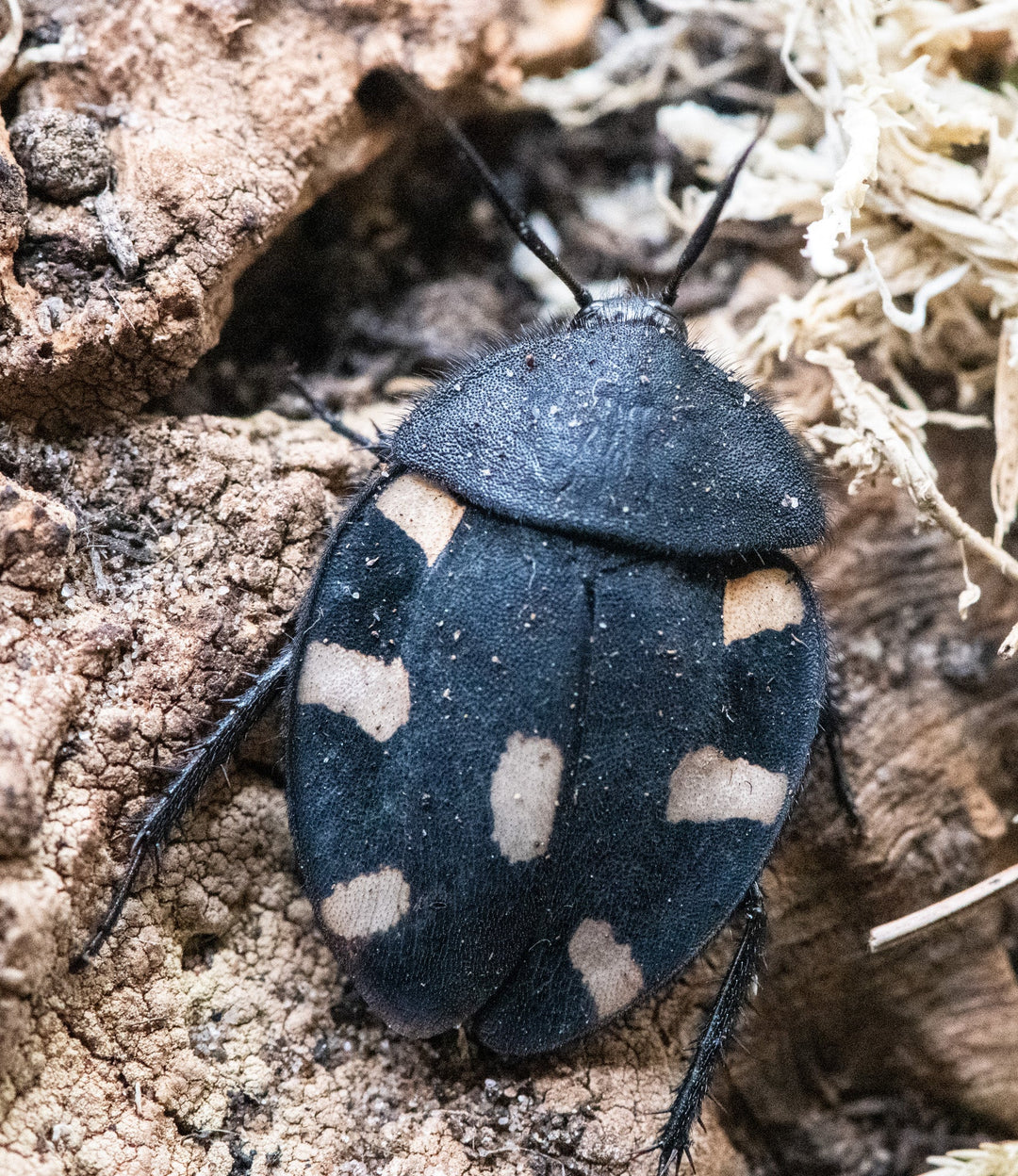 Indian Spotted / Domino Cockroach, Therea petiveriana
