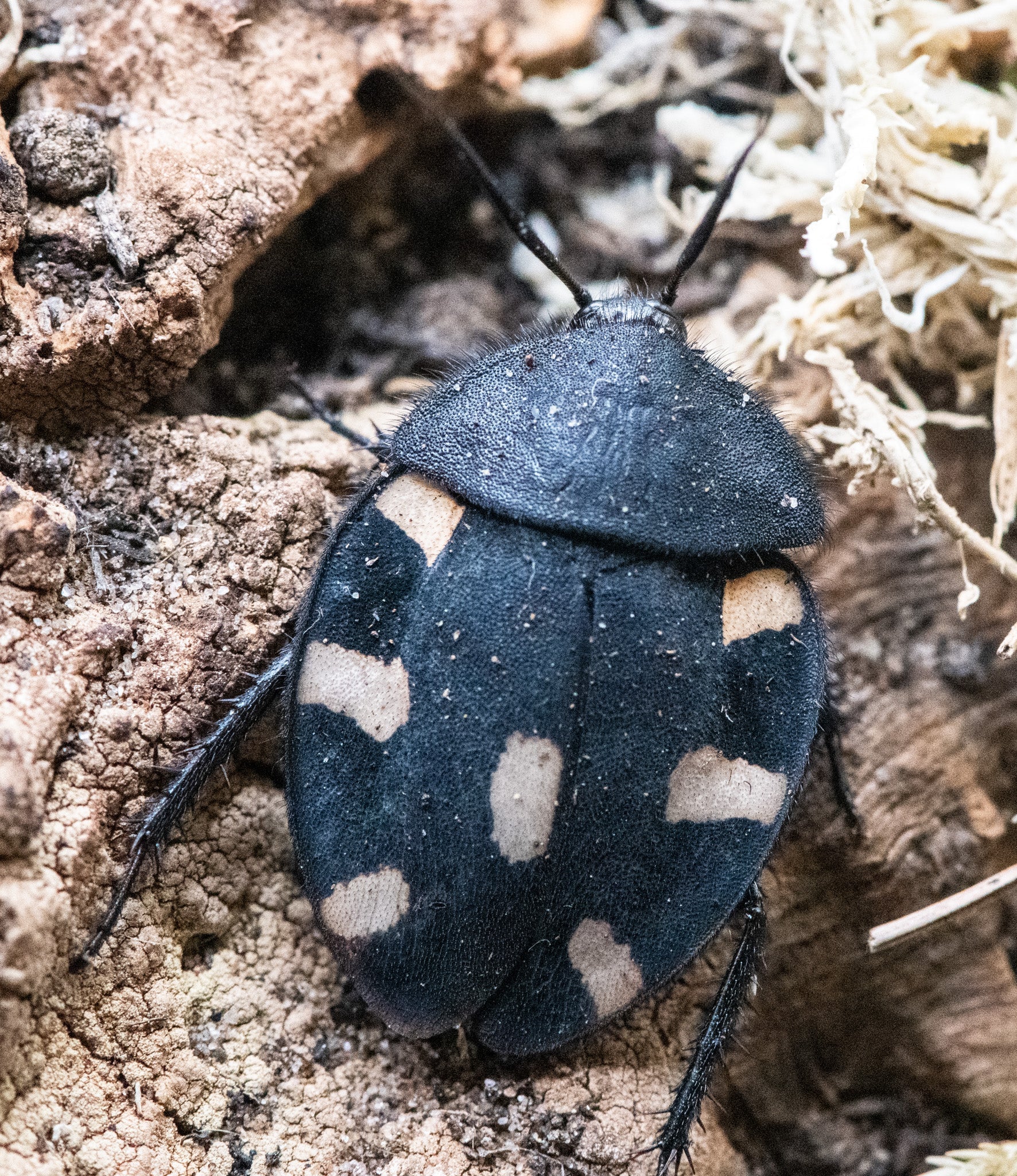 Indian Spotted / Domino Cockroach, Therea petiveriana