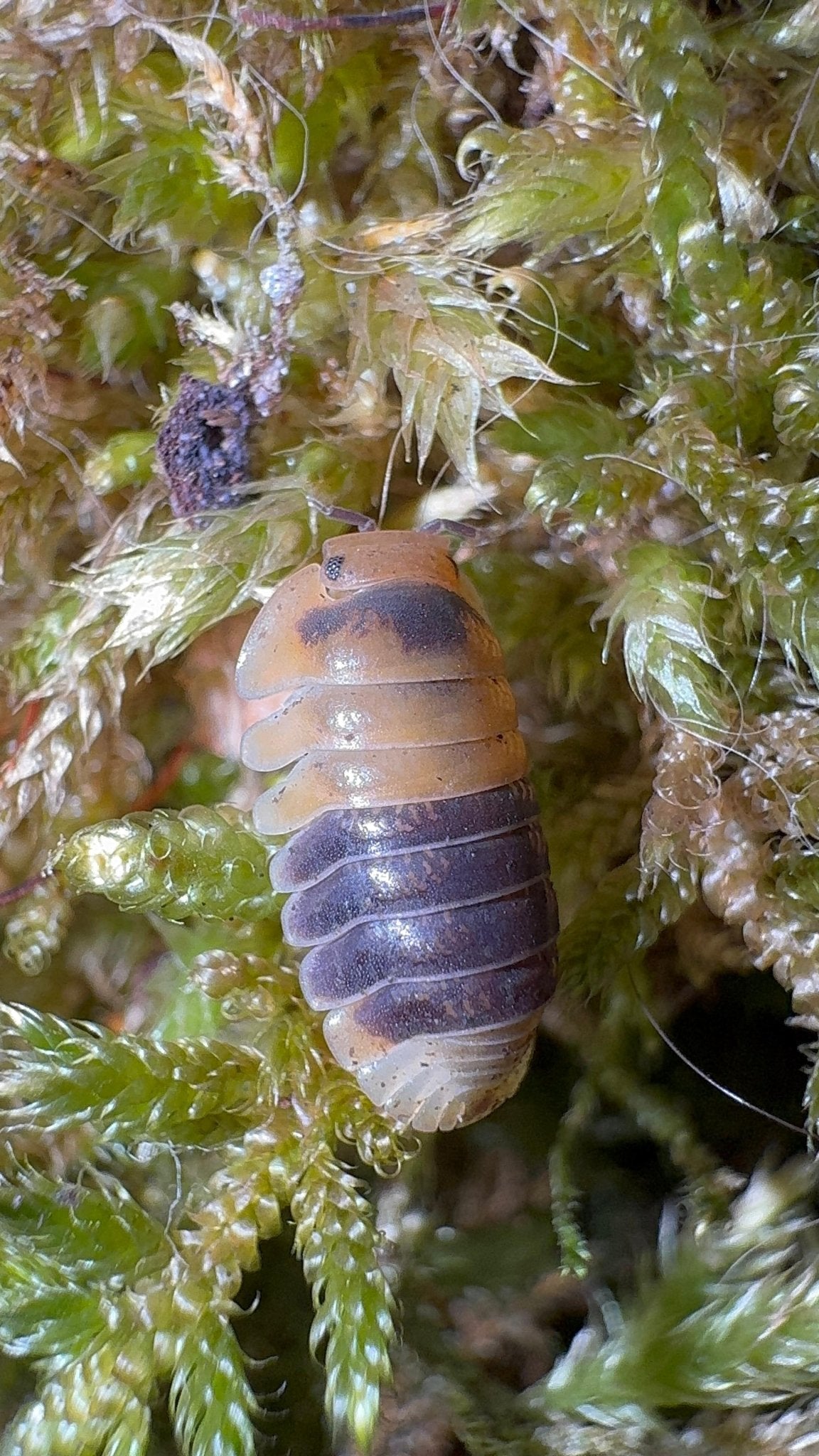 A cream and orange isopod with dark grey-purple patches down its back, on bright green moss.