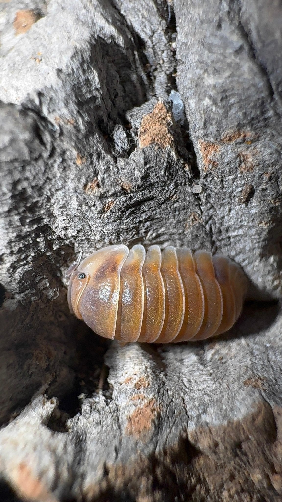 A pale orange isopod shaded with purple, set in a groove of grey weathered wood.